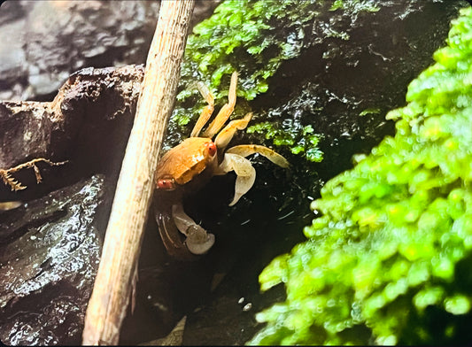 Red Clawed Crab