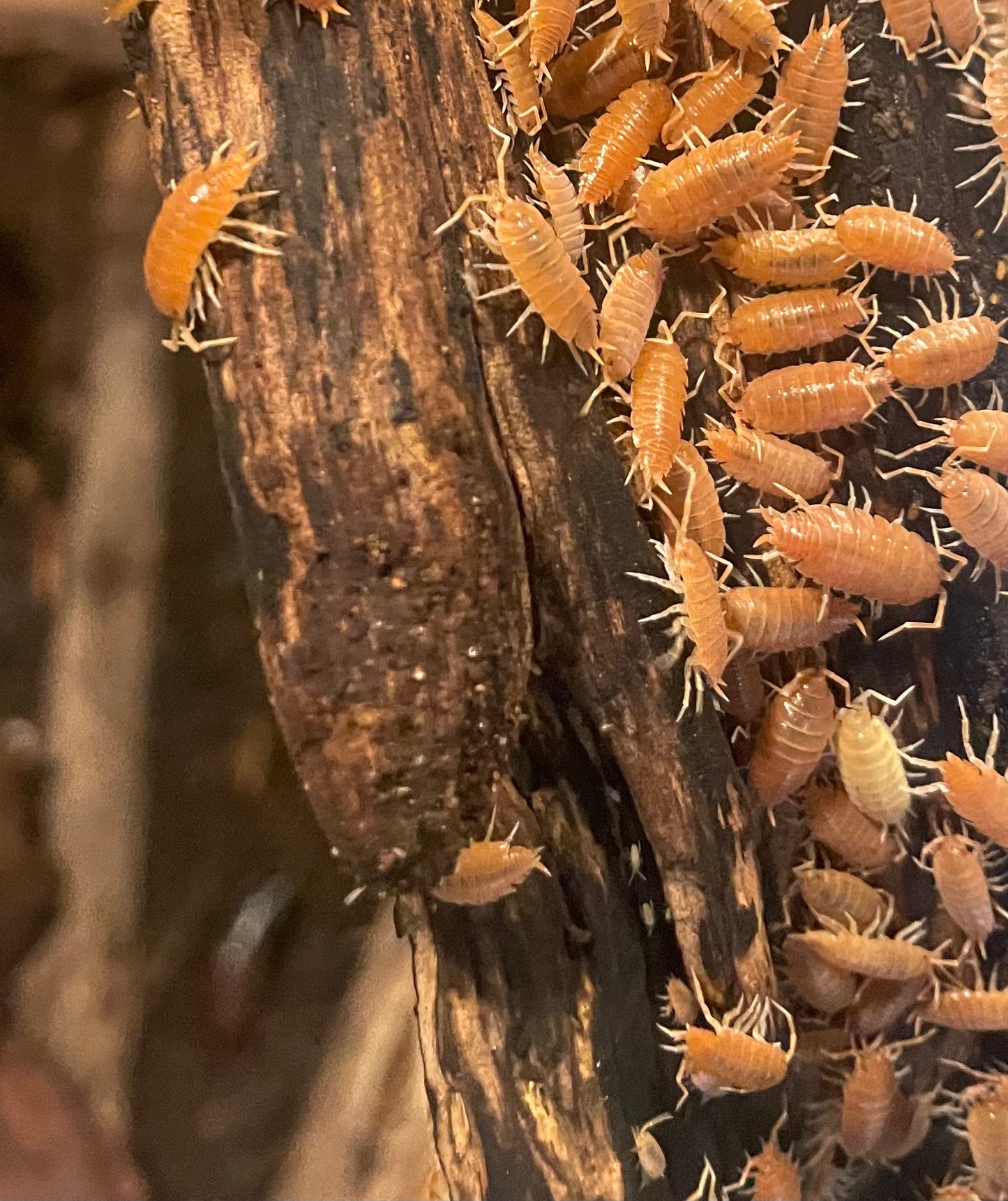 Powder Orange Isopods (P. proinosus)