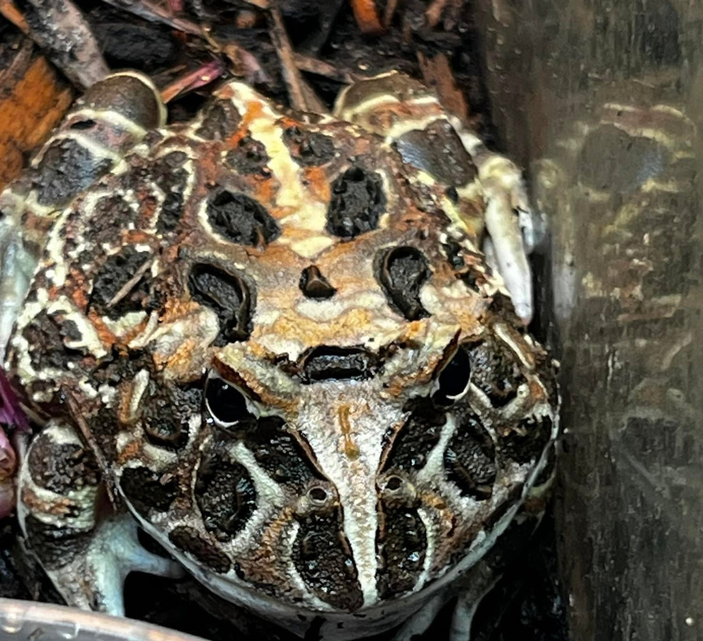 Chocolate Samurai Pac-Man Frog (Ceratophrys cranwelli)