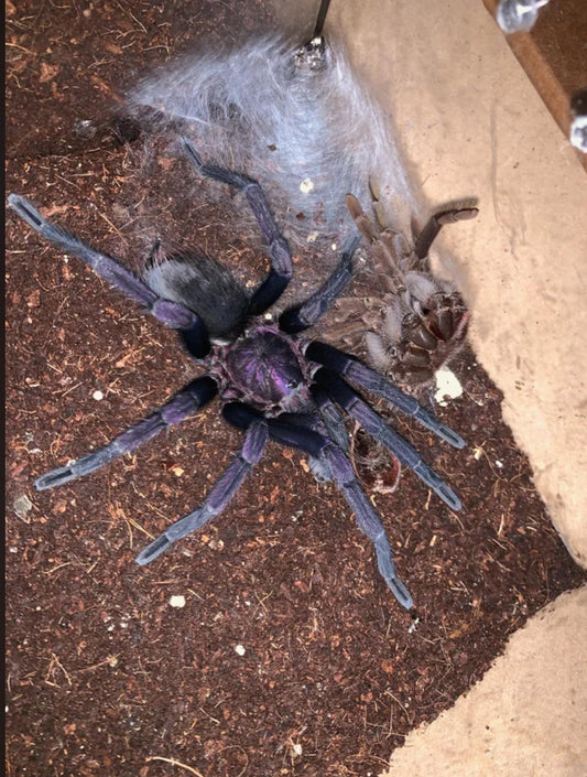 Theraphosinae sp. ‘Roaton’ (Roaton Island Purple)