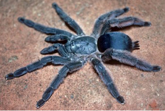 T. sanctivincenti (St. Vincent Feather Leg Tree Spider)