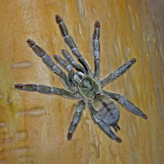 Trinidad Chevron Tarantula (P. cambridgei)