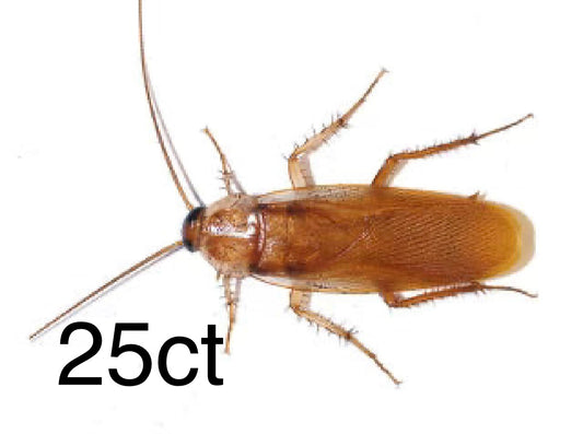 Live Red Runner Roaches (Blatta lateralis)