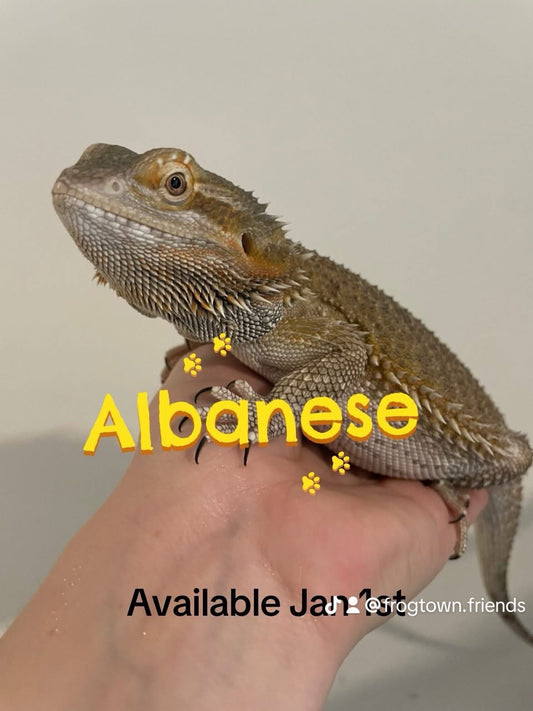Albanese
