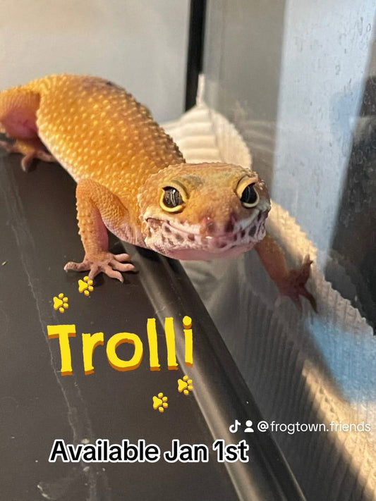 Trolli