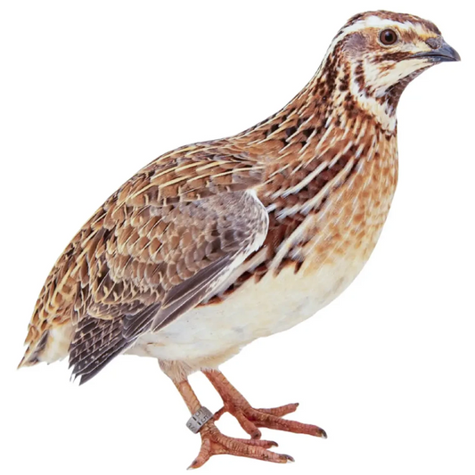 Frozen Quail (Coturnix)