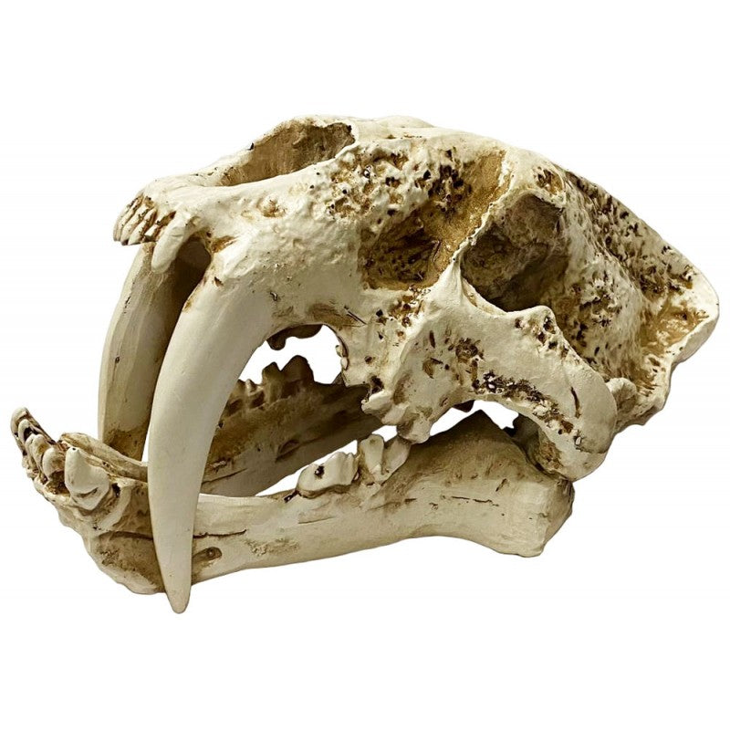 Lugarti Skull - Saber Tooth