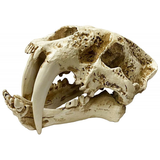 Lugarti Skull - Saber Tooth