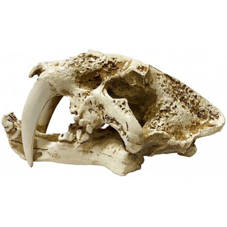 Lugarti Skull - Saber Tooth