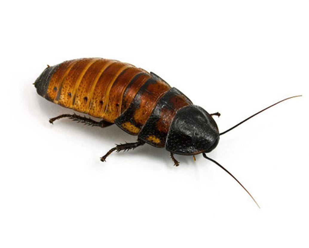 Madagascar Hissing Cockroaches