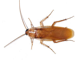 Red Runner Roaches (Blatta lateralis)