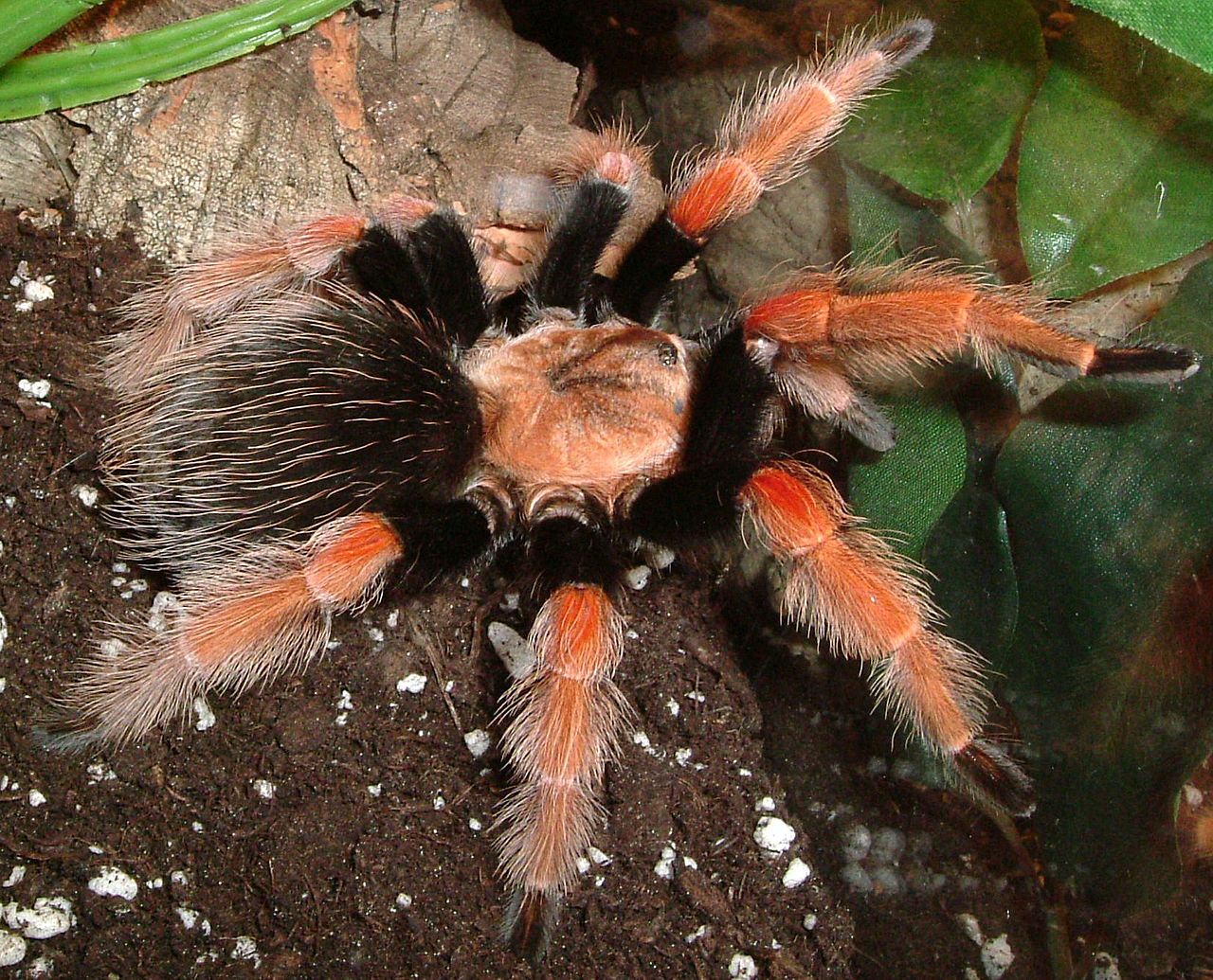 B. boehmei (Mexican Fireleg)