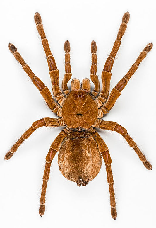 T. blondi (Goliath Birdeater)