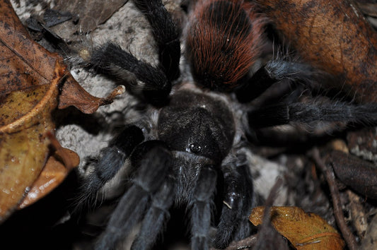 T. epicureanus (Yucatán Rust-rump)