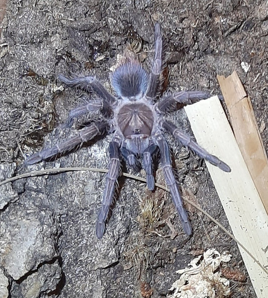 P. cancerides “Bayahibe” (Bayahibe Giant)