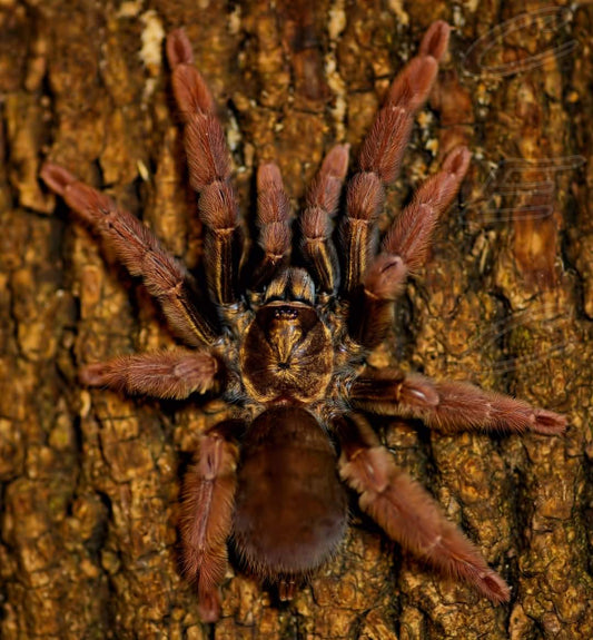 P. eccleasiasticus (Ecuador Olive-Grey Tree Spider)