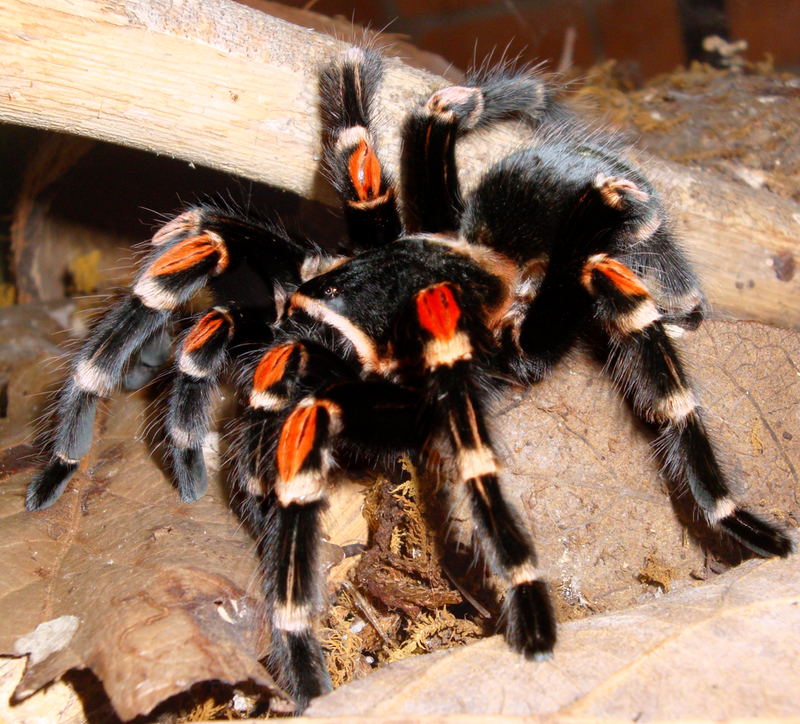 B. auratum (Mexican Flame Knee)