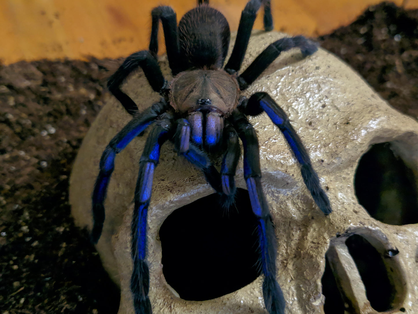 Chilopbrachys sp. “Electric Blue” (Vietnam Electric Blue Earth Tiger)