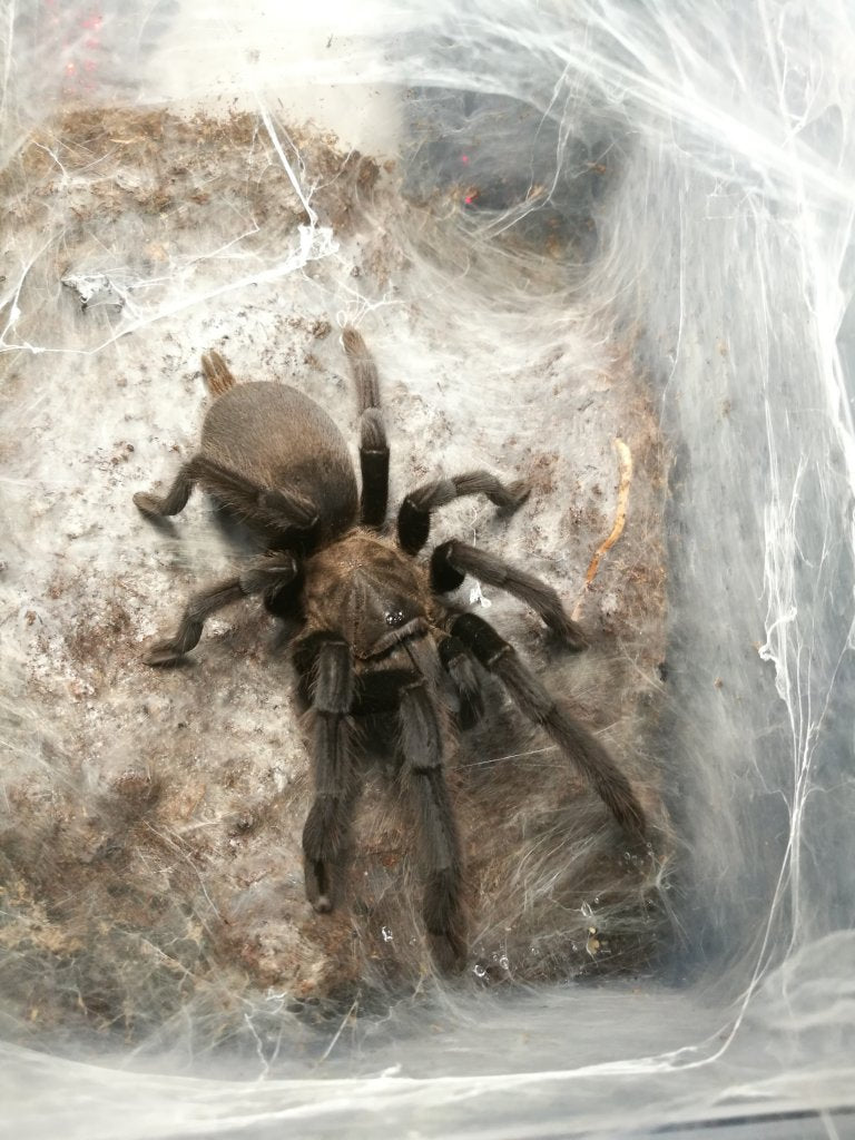 Chilopbrachys sp. “Kaeng Krachan” (Datk Earth Tiger)