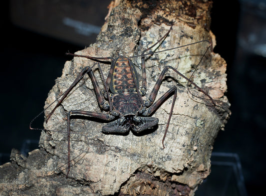 P. whitei (Tailless Whip Scorpion