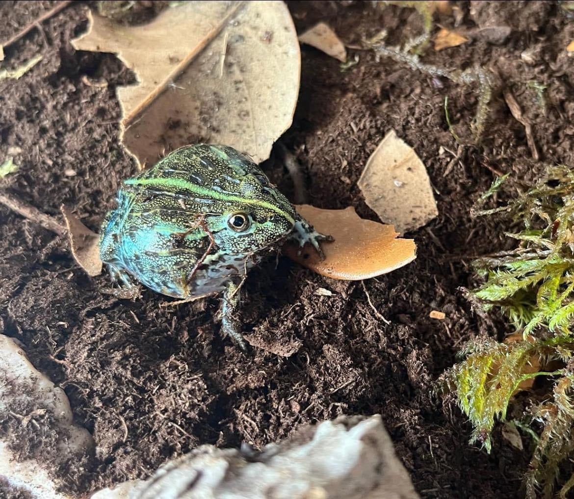 African bullfrog (Pyxicephalus adspersus)