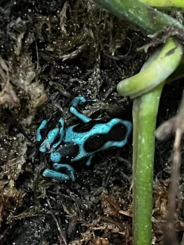 Dendrobates auratus