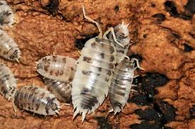 Dairy Cow Isopods (P. laevis)