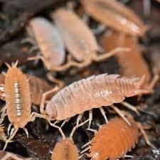 Powder Orange Isopods (P. proinosus)