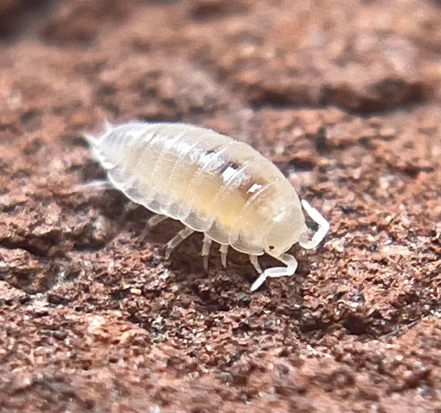 Dwarf White Isopods (T. tomentosa)