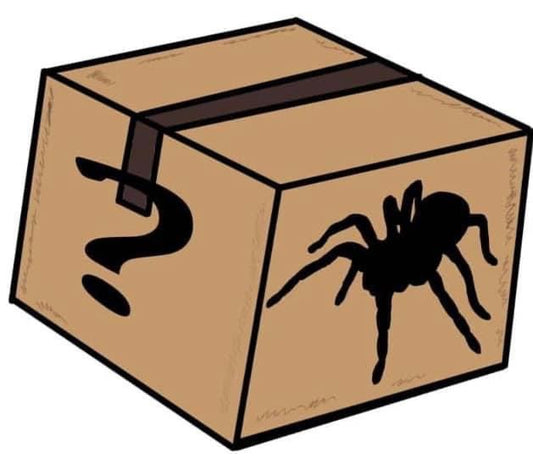 Spider Mystery Box