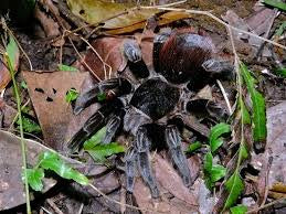 T. vagans (Mexican Red-Rump)