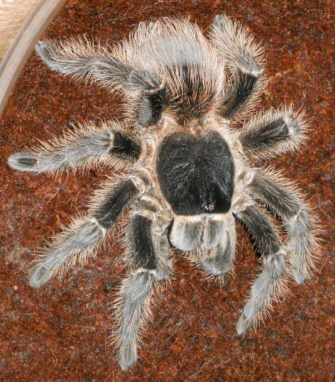 L. striatipes (Bahia Grey Birdeater)