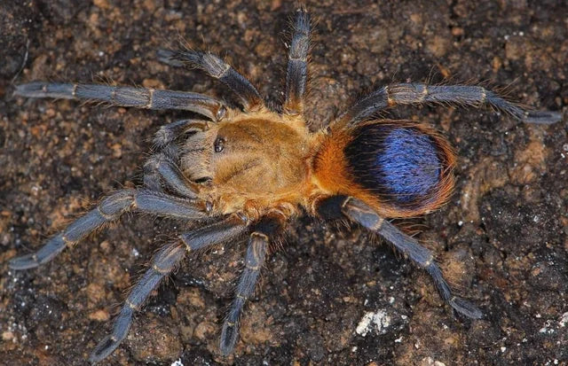 Psuedhapalopus sp. ‘Colombian Purple and Gold’ (Colombian Purple and Gold)