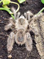 Psuedhapalopus sp. ‘Long Hair’ (Colombian Long Hair)