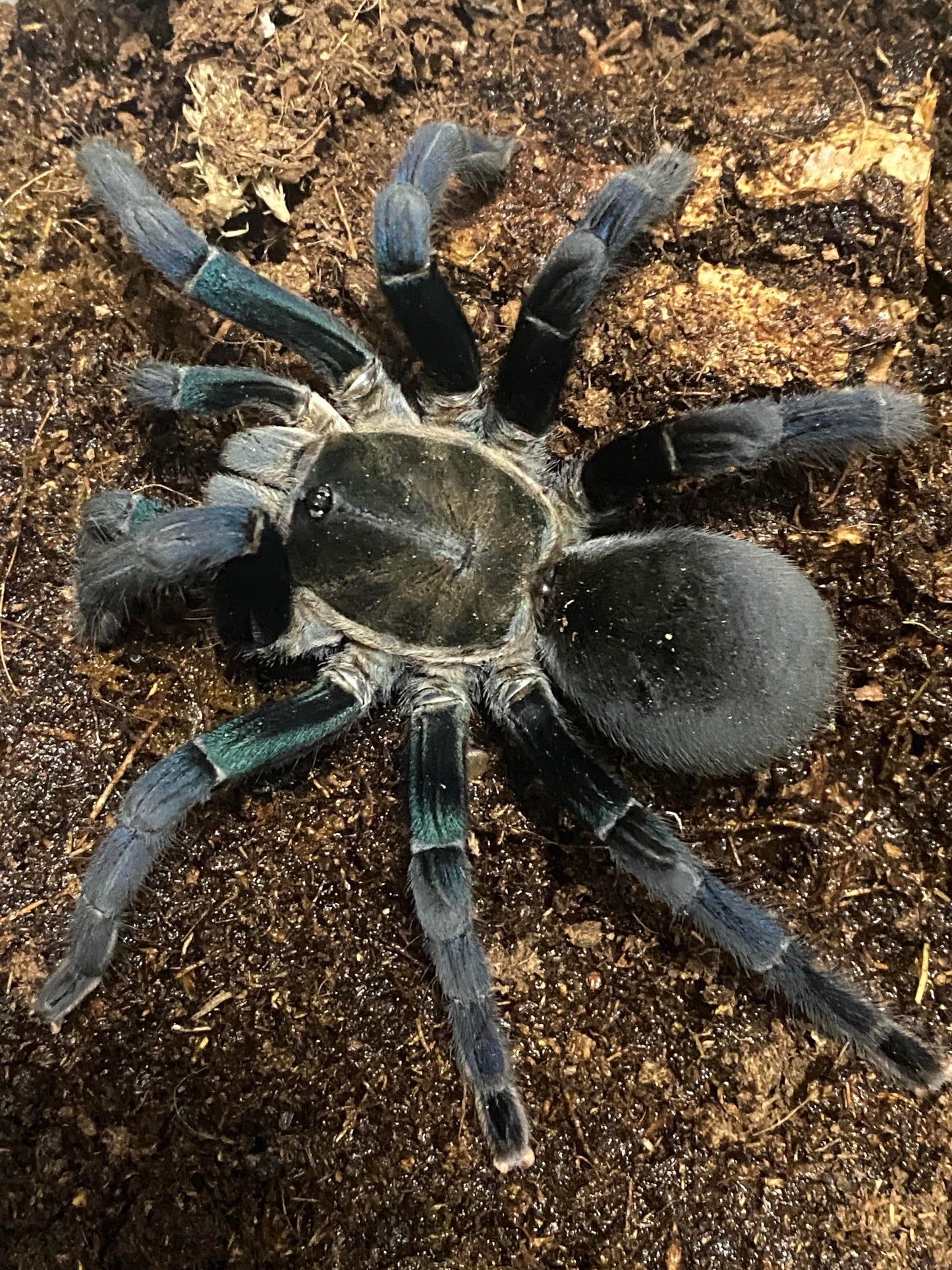 C. lividus ‘Green Femur’ (Cobalt Blue ‘Green Femur’)