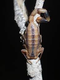 U. otjimbinguensis (Lesser Yellow Thick-tailed Scorpion)