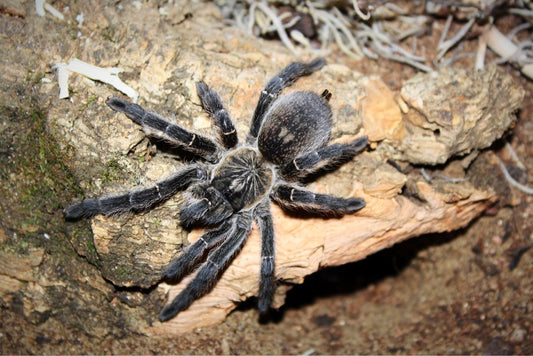 H. namaquensis (Namaqualand Giant Baboon)