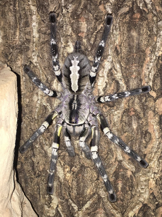 P. regalis (Indian Ornamental)