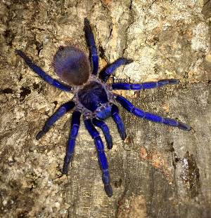 Brazilian Blue Violet Tarantula (P. sazimai)