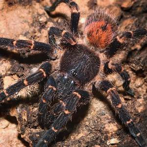Panamanian Gold-banded Sunburst Dwarf (Neischnocolus sp. 'Panama')