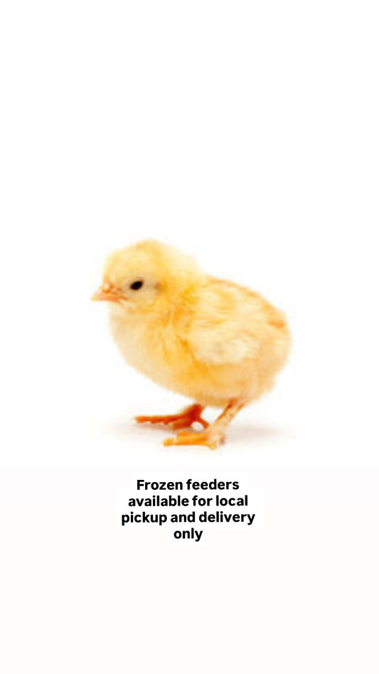 Frozen Feeder Chicks