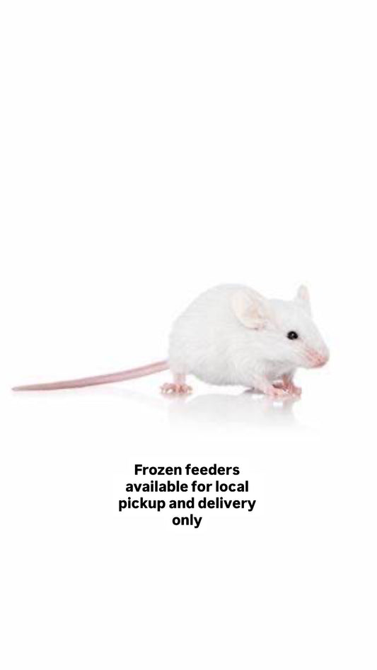 Frozen Feeder Mice