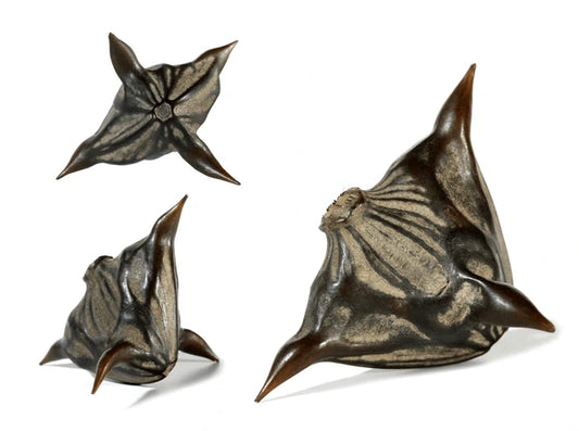 Bat Head Seed Pods