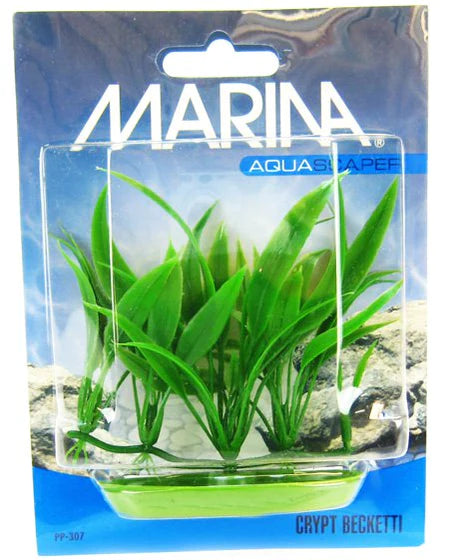 Marina Crypt Becketti Aquarium Plant