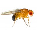 Fruit Fly Culture (D. Hydei)