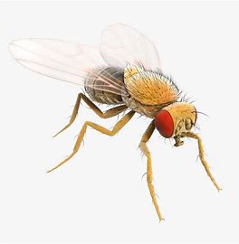Fruit Fly Culture (D. Melanogaster)