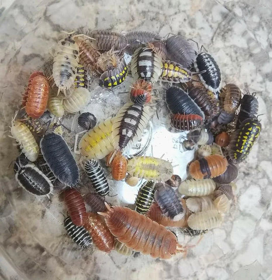 Variety Isopods
