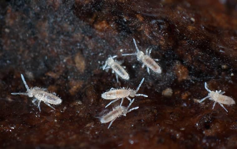 Spring Tale Spiders Temperate Springtails (F. candida) – FrogTown